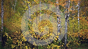 Autumn birch forest and falling leaves