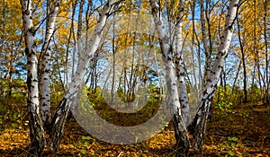 Autumn birch forest glade