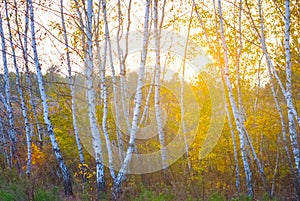 autumn birch forest glade in light of sun