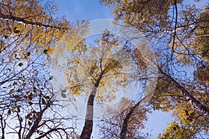 Autumn birch forest, head-up view