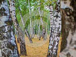 Autumn Birch forest. Landscape with birch forest. Nature wilderness.