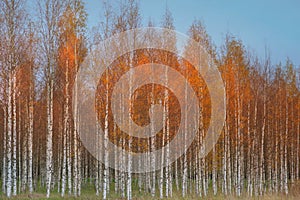 Autumn birch forest with orange and yellow colors