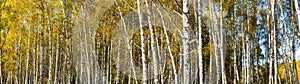 Autumn birch forest. Panorama