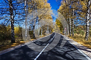 Autumn Birch Forest Road