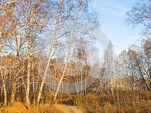 autumn birch forest strewn with yellow foliage