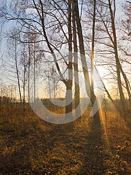 autumn birch forest strewn with yellow foliage