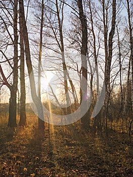 autumn birch forest strewn with yellow foliage