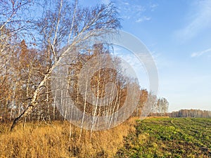 autumn birch forest strewn with yellow foliage