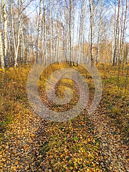 autumn birch forest strewn with yellow foliage