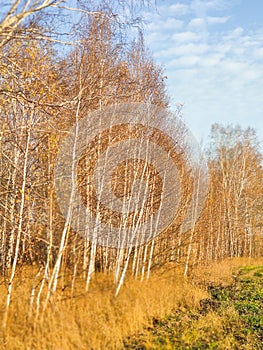 autumn birch forest strewn with yellow foliage