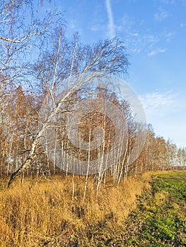 autumn birch forest strewn with yellow foliage