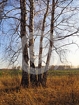 autumn birch forest strewn with yellow foliage