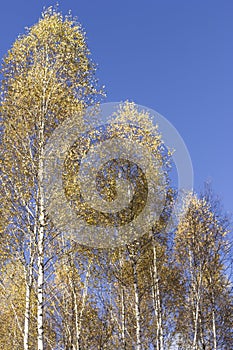Autumn birch forest. The tops of birches in golden foliage against the backdrop of a sunny blue sky.