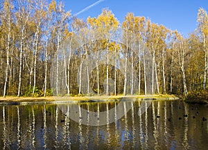 Autumn birch forest and water