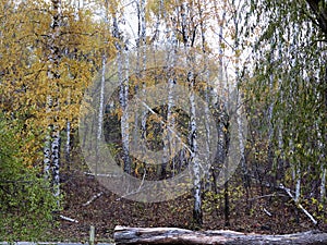 Autumn birch forest with yellow leaves and fallen trees