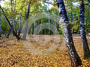 In the autumn birch grove