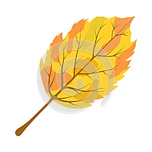 Autumn Birch Leaf