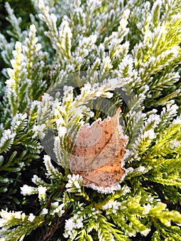 Autumn birch leaf covered with hoarfrost on green needles. Yellowed dry foliage with white frost in frosty park. Seasonal