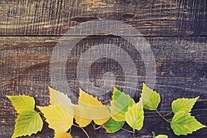 Autumn birch leaf on old wooden background. Toned image