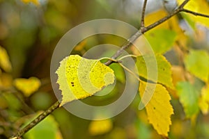 Autumn birch leafs, selective focus - Betula photo