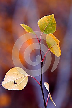 Autumn Birch Leaves With Blurred Fall Colors