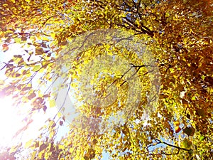 Autumn birch leaves in bright sunlight seem golden.