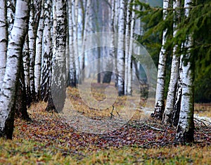 Autumn birch at misty morning