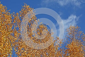 Autumn birch tree blue sky