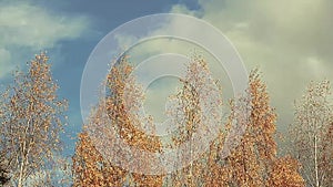 Autumn birch tree blue sky