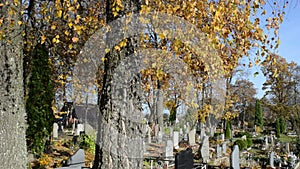 Autumn birch tree branch move wind old cemetery grave monument