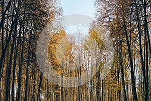 Autumn birch tree crowns alley