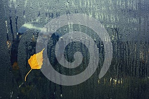 Autumn birch tree leaf on wet window