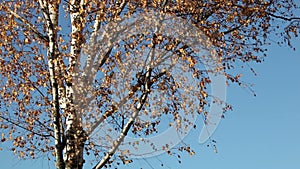 Autumn birch tree over blue sky