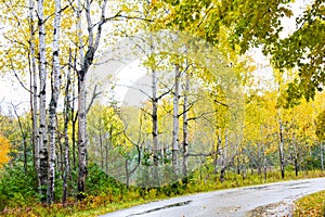 Autumn birch trees along the roadway.