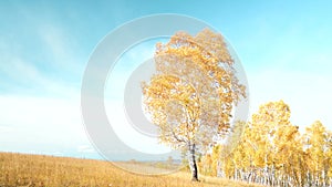 Autumn birch trees in gold color against a blue sky with clouds. Autumn time