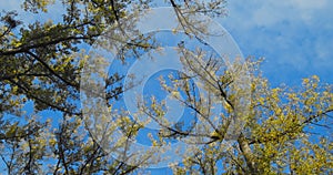 Autumn, birch trees sway in the wind against the sky, a view from below. camera rotate