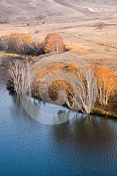 Autumn birch trees in waterside
