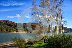 Autumn Birch trees in the wind