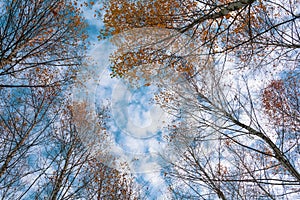 Autumn birch treetops in fall forest. Sky and clouds through the autumn tree branches from below. Foliage background. Copy space