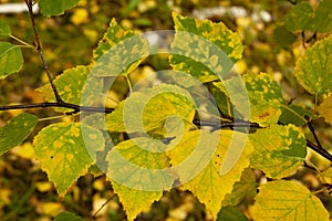 Autumn birch yellowing leaves close up. The concept of protecting the environment and supporting the development of ecological