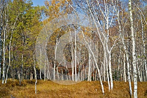 Autumn birches 1