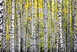 Autumn birches background