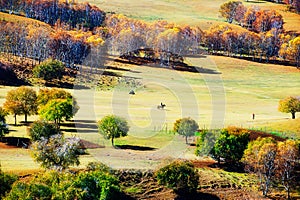 The autumn birches on the golden grassland