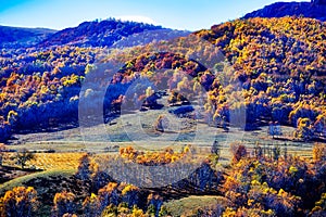 The autumn birches on the hill