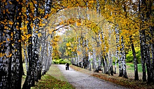 Autumn Birches Line the Central Path on Tolstoy Estate, Rusia