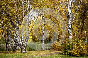 Autumn birches in the Park in Golden autumn