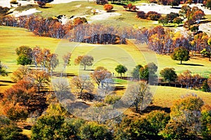 The autumn birches on the prairie