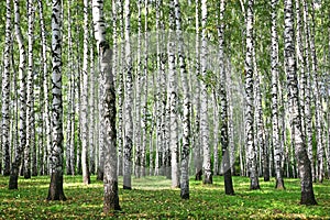 Autumn Birches with sun rays
