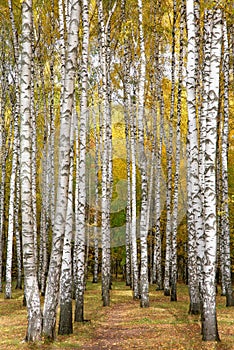 Autumn birches with yellow leaves in the rays of sunlight