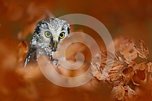 Autumn bird. Boreal owl in the orange leave autumn forest in central Europe. Detail portrait of bird in the nature habitat, Czech